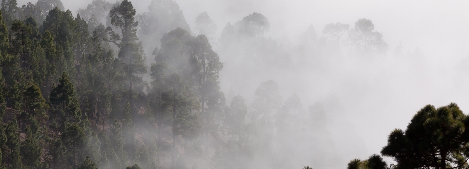 백합 Cover Image