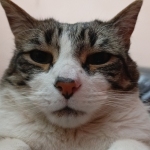 Mikal Zoncilio Profile Picture