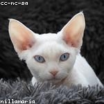 Amalia Gaylord Profile Picture