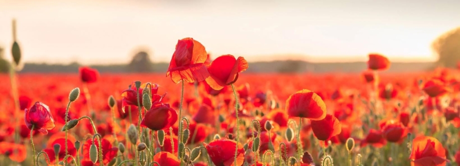 Amapola Cover Image