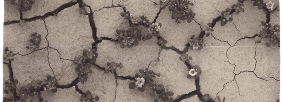 Vestą Cover Image