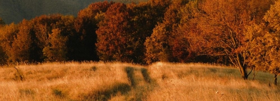 Nina Rosenthal Cover Image