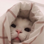 Gatito Michi profile picture