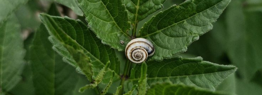 Little Snail Cover Image